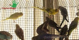 Parakeets encaged with plastic mesh CHICKENMALLA